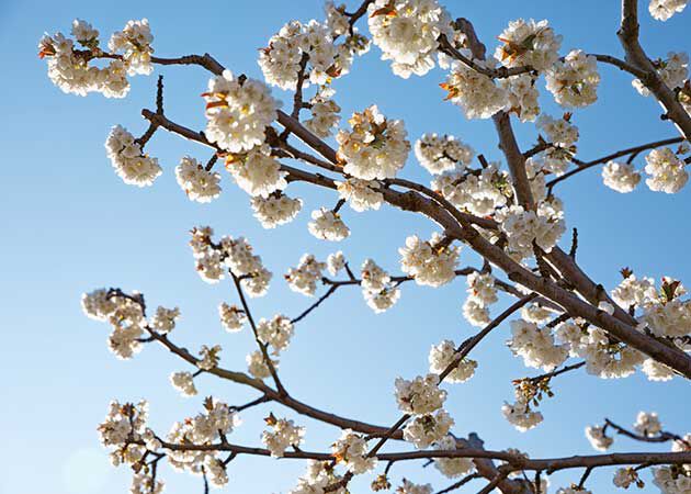 image of Cherry Blossom plant